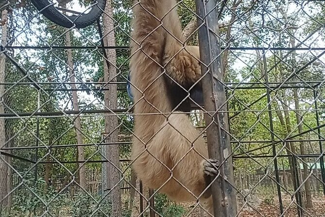 Cambodia Wildlife Sanctuary and Countryside Tour - Phnom Tamao’s behind-the-scenes rescue start