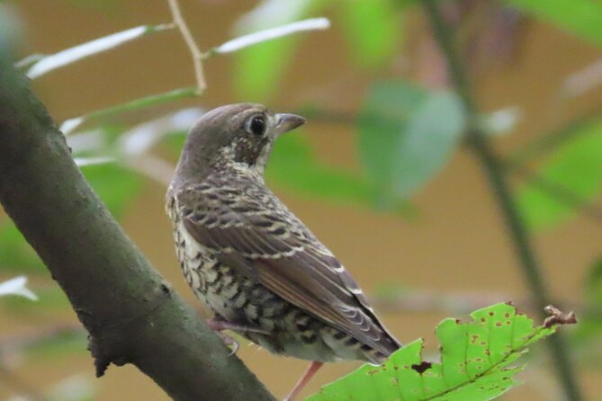 Phnom Penh Birding Experience and Brunch - Getting Up Before Phnom Penh Wakes: The Morning Rhythm
