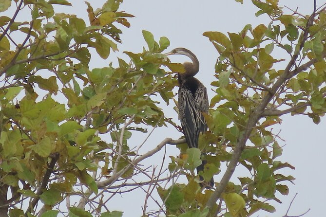 Phnom Penh Birding Experience and Brunch - Breakfast With a Lake View: Fueling the Birding Without Losing Time