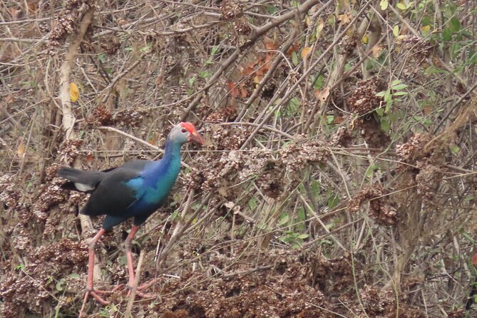 Phnom Penh Birding Experience and Brunch - Transport and Comfort: Air-Conditioned Ride or Tuk Tuk