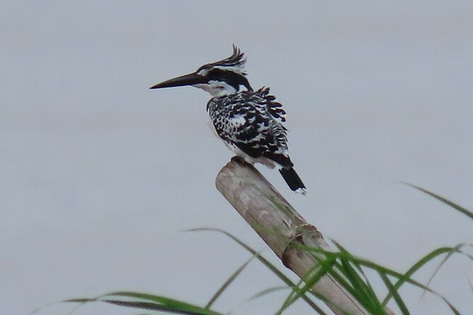 Phnom Penh Birding Experience and Brunch - Price and Value: Is $85 Fair for a Half-Day?