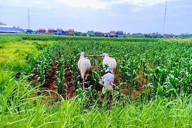 Phnom Penh Countryside Cycle Tour - From Your Hotel to the Areyksat Ferry Dock: Morning Flow