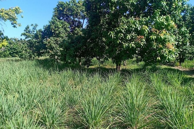 Phnom Penh Countryside Cycle Tour - Price, Value, and What You Should Bring