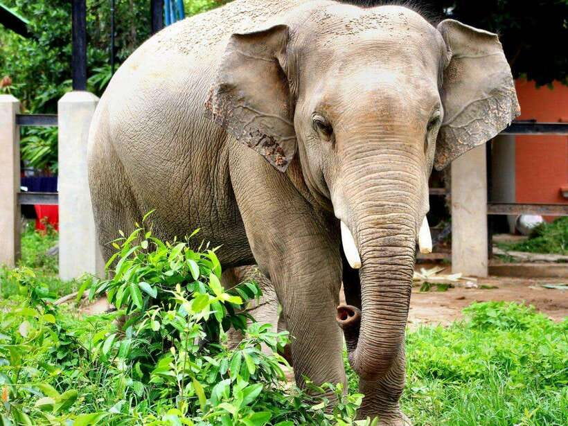 Phnom Tamao Wildlife Center & Buddha Kiri Cambodia Day Tour - Who Should Book This Tour (and Who Might Skip It)
