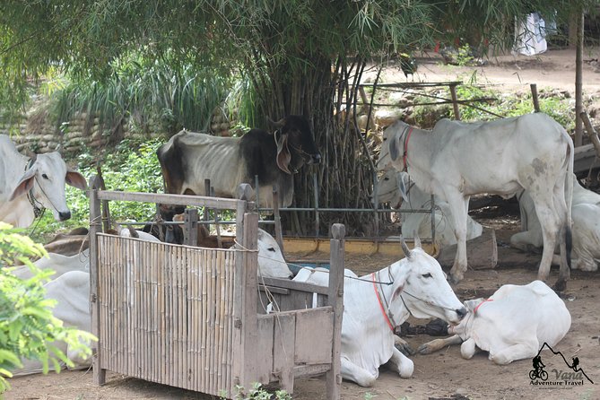 Silk Island & countryside of Phnom Penh by Tuk Tuk - Bean curd (tofu skin) on Silk Island: the food link people remember