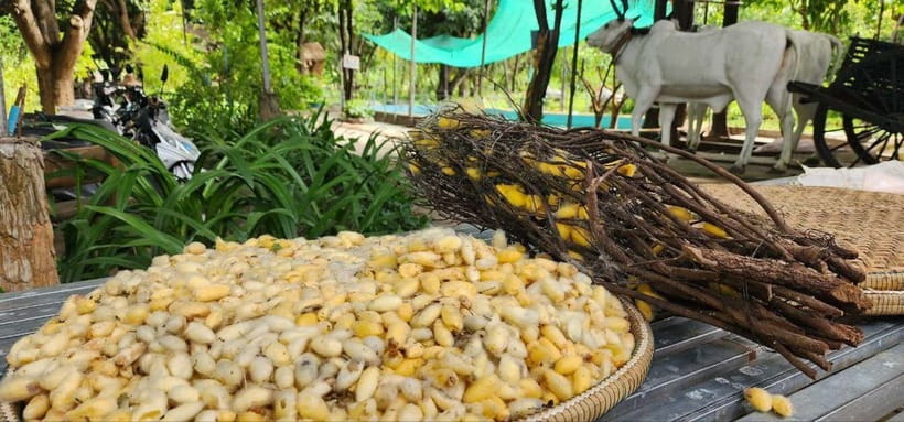 Tuk-Tuk Tour to Silk Island & Udong Mountain - Silk farm stops: seeing the work behind the craft